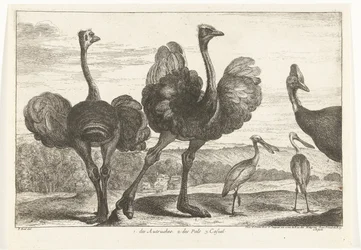 Avestruces, Casuario y Espátula 1. los Autruches. 2. de Pals. C. casual Birds from the Menagerie of Versailles (título de la serie)