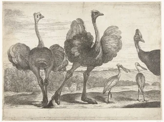 Avestruces, casuarios y espátulas
Pájaros de la colección de Versalles (título de la serie)