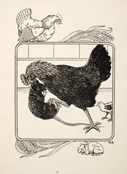 El heroísmo de una gallina, de Cien anécdotas de animales, pub. 1924