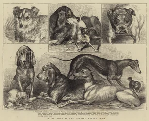 Perros premiados en la exposición del Crystal Palace
