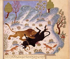 León atacando a un toro. Página de un Kalila y Dimna