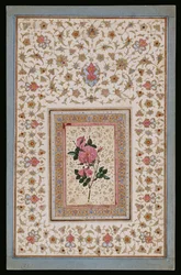 Estudio de una rosa