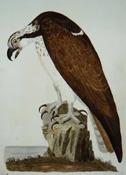 El Buitre Calvo, lámina de 