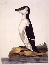 La alca común (Alca torda) o alca de pico negro, lámina de 