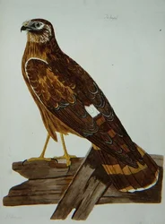 El Ratonero, hembra del Aguilucho Pálido (Circus cyaneus), lámina de 
