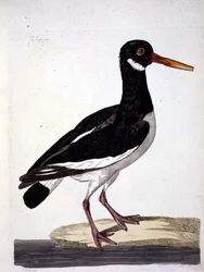 El ostrero (Haematopus ostralegus) placa de 