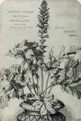 Acanthus Spinosus, Dibujos de Presentación