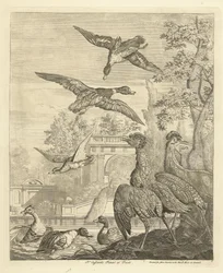 Patos y garzas en un estanque de aves Aves diferentes (título de la serie)