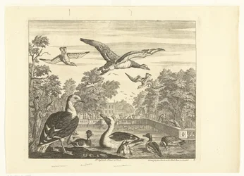 Gaviones atlánticos y patos en un estanque de aves Diversas aves (título de la serie)