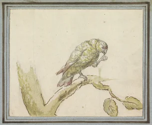 Loro en la rama de un árbol