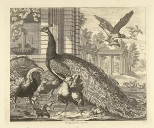 Pavo real y pavo junto a una columnata de jardín Diversas aves (título de la serie)