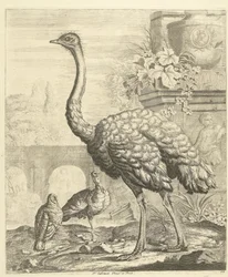 Avestruz y pavos en un jardín de ruinas antiguas Aves diferentes (título de la serie)