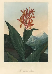 Agua roja o Conflore o Toloman Forte, de The Temple of Flora, del Dr. Robert Thornton (1768-1837)