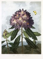 El rododendro póntico, grabado por Caldwell, de 
