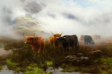 Páramo y niebla