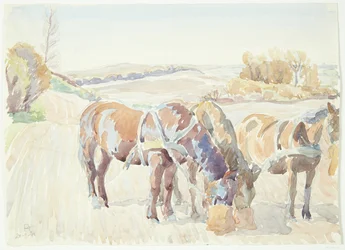 Caballos en el campo