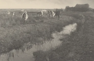 Ganado en las marismas,1886 (foto)