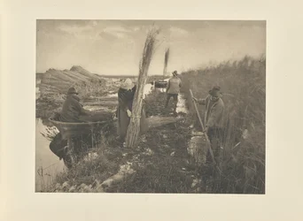 Durante la cosecha del carrizo