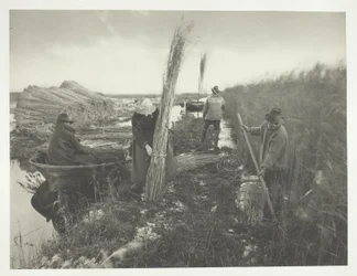 Durante la cosecha de caña