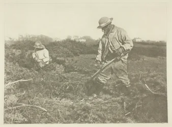 Corte de aulagas en un común de Suffolk