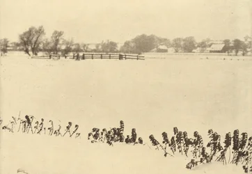 Maleza de los pantanos, en 1895 o antes (foto)