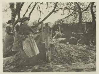 Pelado de Mimbre (Norfolk)