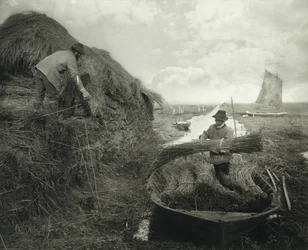 Apilando cañas