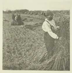 Cosecha de maíz (Norfolk)
