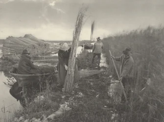 Durante la cosecha de cañas
