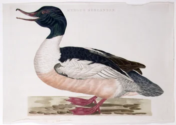 Pollo de agua común