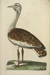 La avutarda macho, ilustración de 