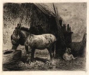 (Burros y ovejas)