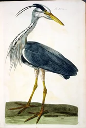 El Garza (Ardea cinerea) placa de 
