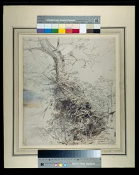Un árbol moribundo, su tronco cubierto de zarzas, junto a una cerca, c.1618-20