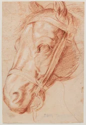 Cabeza de caballo
