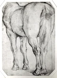 Parte trasera del caballo