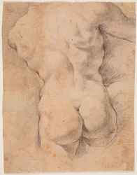 Torso masculino visto de espaldas