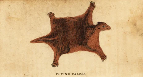 Lémur volador filipino, Cynocephalus volans.,1800 (grabado)