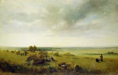 Un campo de maíz