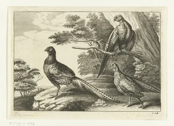 tres faisanes Especies de Diversarum avium (título de la serie) Aves diferentes (título de la serie)