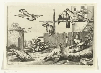 Palomas en un palomar Especies de Diversarum avium (título de la serie) Aves diferentes (título de la serie)