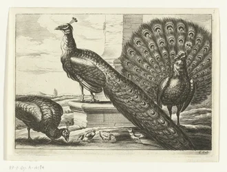 Pavos reales - Diversas especies de aves (título de la serie)