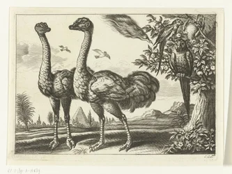 Dos avestruces
Diversarum avium species (título de la serie)
Varias aves (título de la serie)