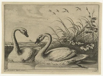 dos cisnes Especies de Diversarum avium (título de la serie) Aves diferentes (título de la serie)