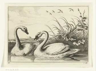 dos cisnes Especies de Diversarum avium (título de la serie) Aves diferentes (título de la serie)