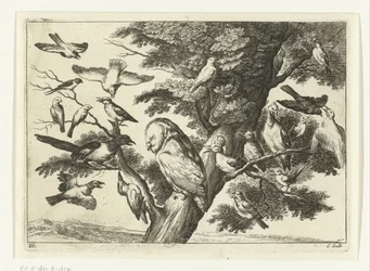 pájaros en un árbol Especies de Diversarum avium (título de la serie) Aves diferentes (título de la serie)