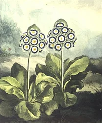 Primavera: Primula auricula, grabado por Sutherland, del "Templo de Flora" de Robert Thornton 1807
