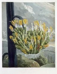 El Aloe, grabado por Medland, de 