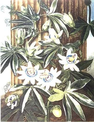 La Flor de la Pasión Azul, grabado por Caldwell, de 