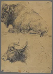 Bisonte y cabeza de búfalo de agua